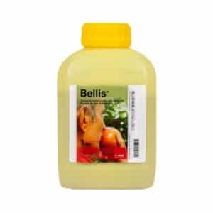 BELLIS, 1KG