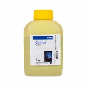 CANTUS 1 KG